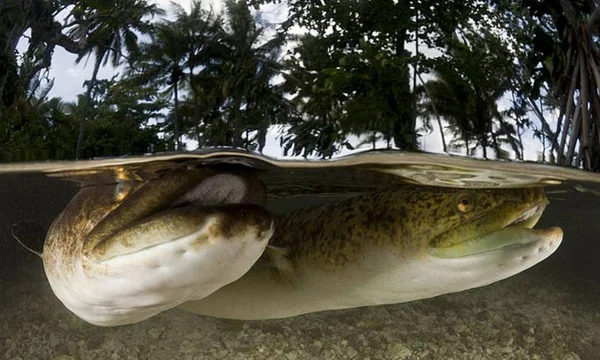 O livro sobre o bacalhau que descobriu a América e as enguias imortais