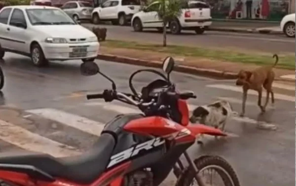 goias cachorros atravessam faixa de pedestres