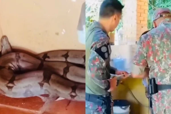 Imagem colorida, Vídeo: jiboia de 2 metros é resgatada em cozinha de residência, em MS - Metrópoles