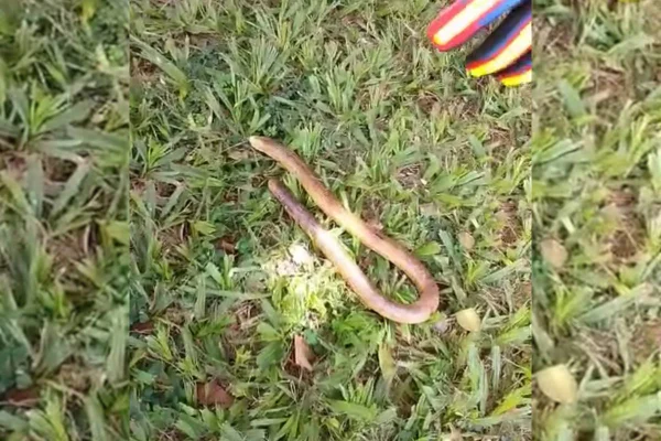 Imagem colorida de resgate de cobras de duas cabeças em Goiás - Metrópoles