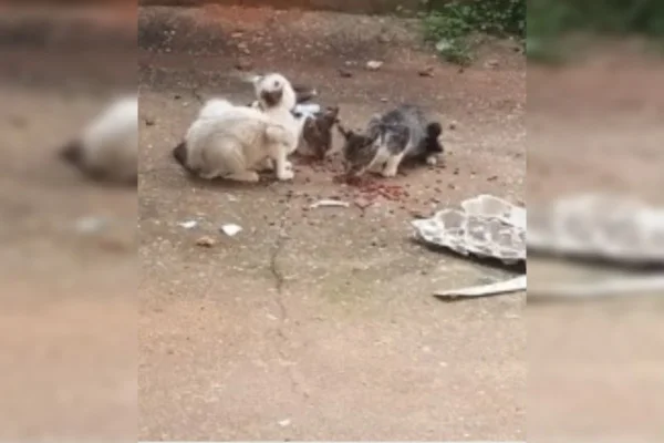 Homem é preso por maus-tratos contra 10 gatos em MG: “Falta de tempo”