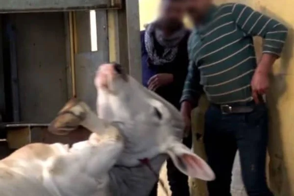 Imagens fortes. Entidade denuncia abate de animais exportados