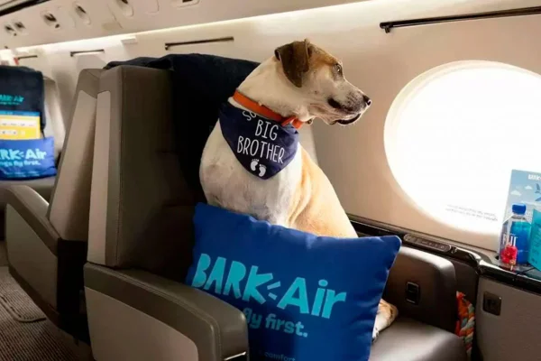 Nova Cia aérea para cachorros
