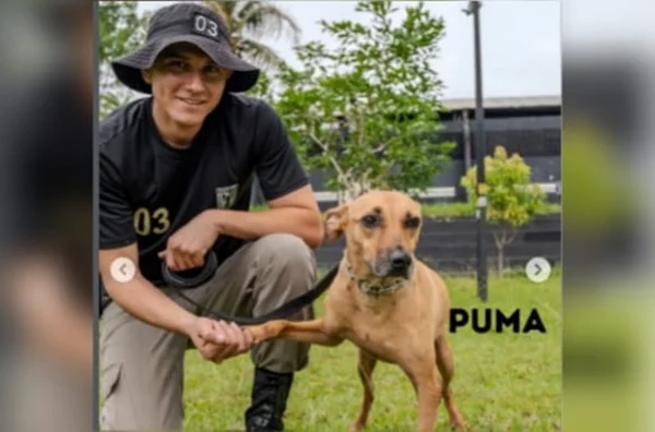 imagem colorida cachorro resgatado e adestrado pmgo