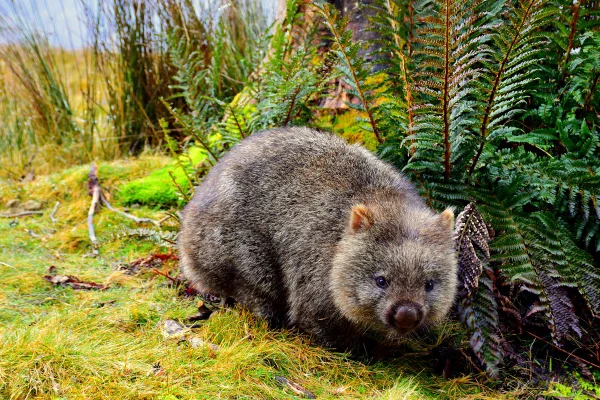 Imagem colorida mostra wombat - Metrópoles