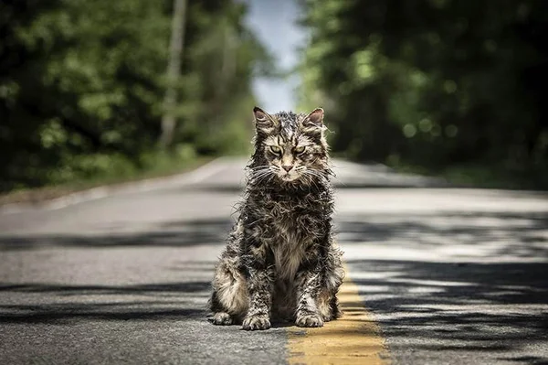Cemitério Maldito: veja as novas adaptações baseadas em Stephen King
