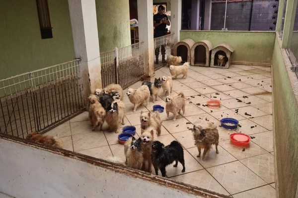 Lulu da Pomerânia: 133 cães são resgatados em canil clandestino; vídeo