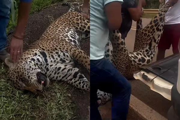 Onça-pintada é resgatada por indígenas após ser atropelada em rodovia