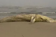Baleia-jubarte encalhada em praia de Itanhaém