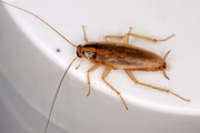 A Blattella germanica é uma barata menor e marrom clara,  constantemente encontrada em cozinhas
