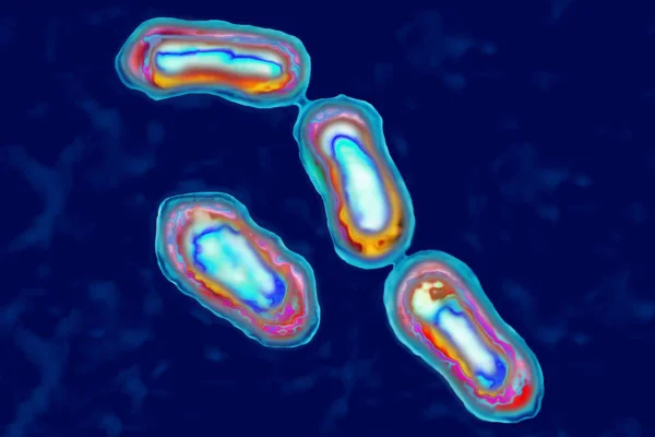bactéria Yersinia Pestis - Metrópoles