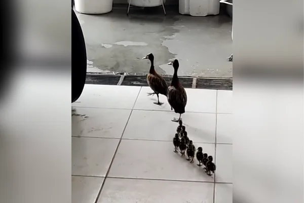 Imagem colorida de família de patos passeando. Metrópoles