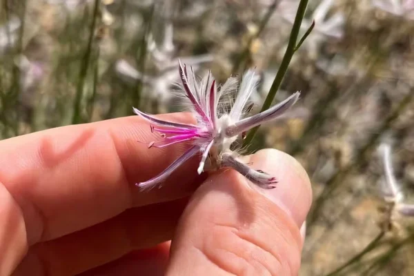 Imagem colorida mostra a Pilotus senarius, uma espécie rara de planta australiana - Metrópoles