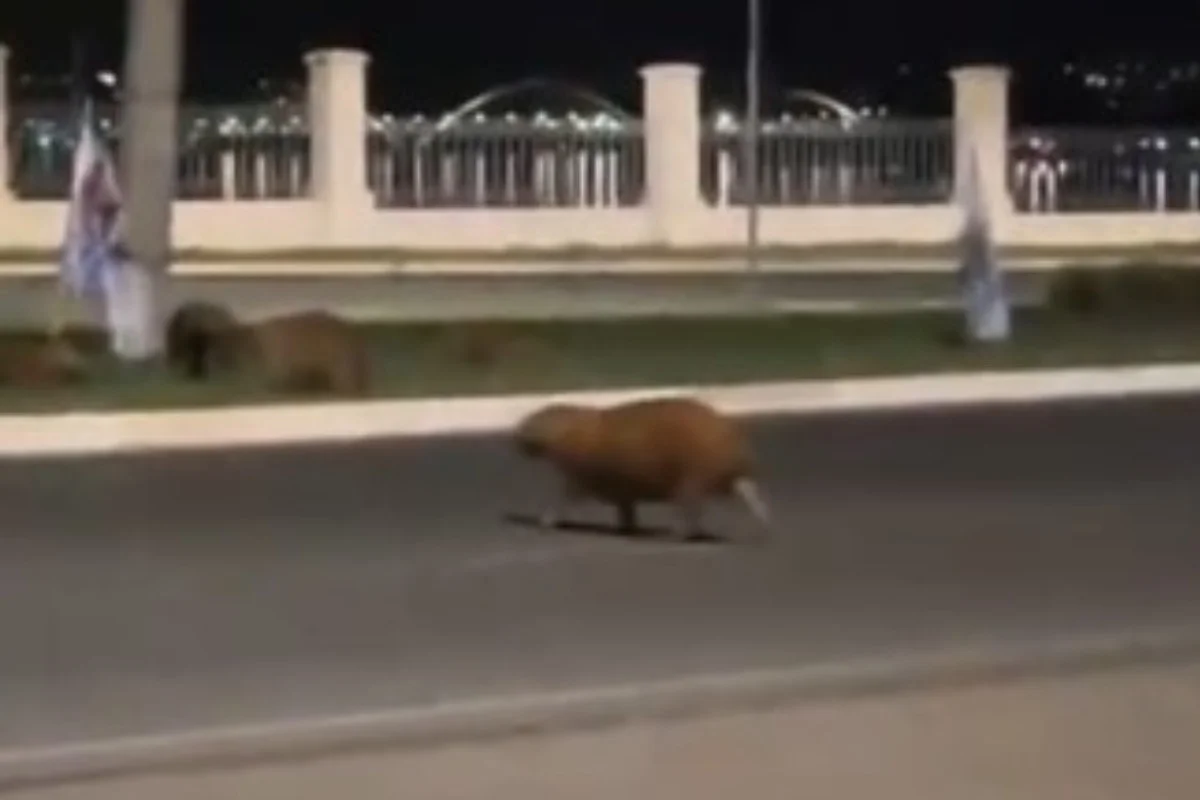 Motorista foge após atropelar e matar capivara que atravessava rua no Lago