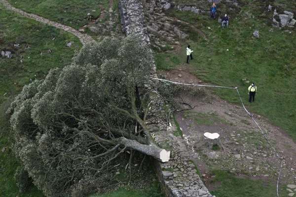 Imagem colorida, árvore de Sycamore Gap dewrrubada em setembro de 2023- Metrópoles