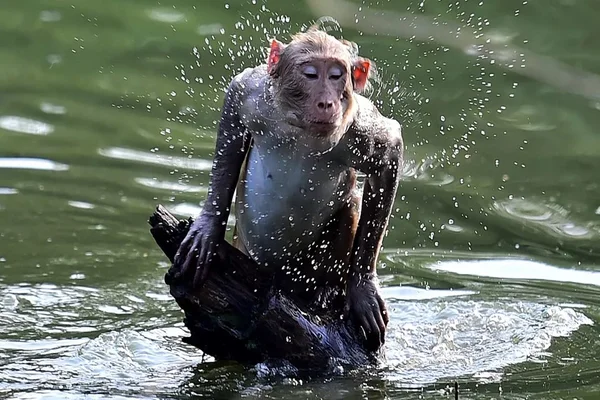 macaco