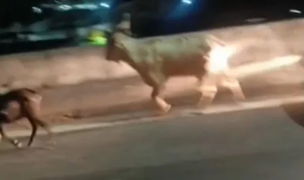 Imagem colorida de cabras na Linha Vermelha - Metrópoles