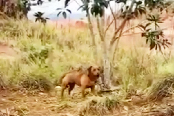 Vídeo: cão amarrado a árvore é resgatado após latir por 2 dias no mato