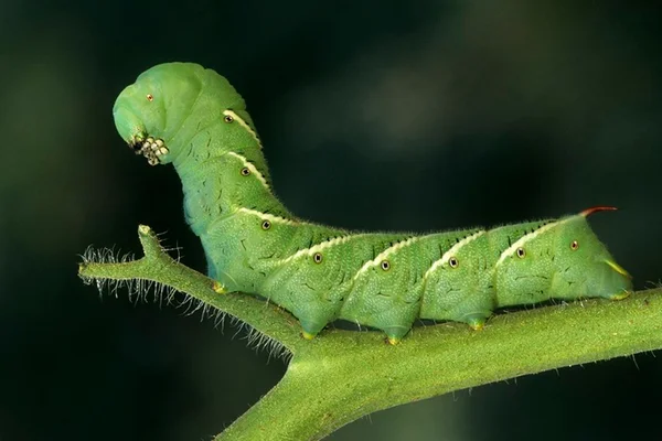 Imagem colorida mostra lagarta verde em galho - Metrópoles