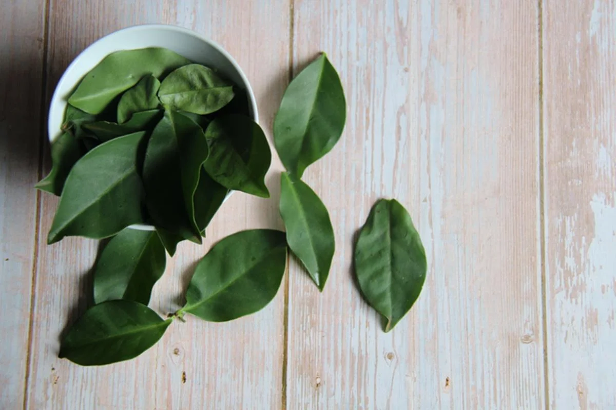 Ora-pro-nóbis: conheça 10 benefícios nutricionais da planta comestível