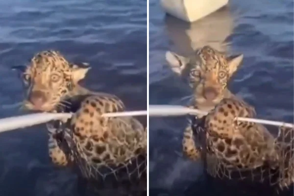 Montagem com fotos coloridas de filhote de onça resgatado por pescador dentro de rede de pesca - Metrópoles