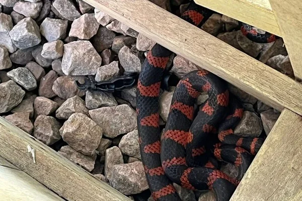 Animal foi recolhido e levado para área de mata pelos bombeiros - Metrópoles