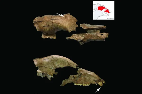 Fossil urso gladiador império romano (1)