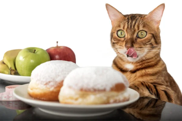 foto colorida gato de olho no açúcar