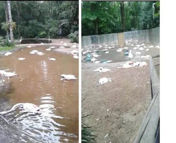 Flamingos mortos no Parque das Aves