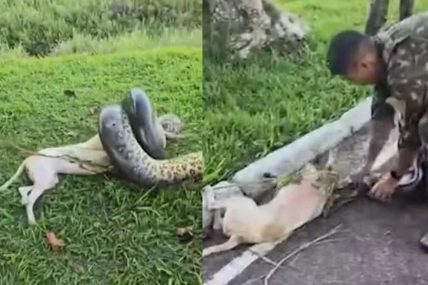 Montagem com fotos coloridas de cachorro sendo atacado por sucuri de 3 metros - Metrópoles
