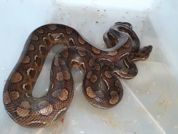 Cobra desaparecida há 15 dias em prédio de Águas Claras é capturada