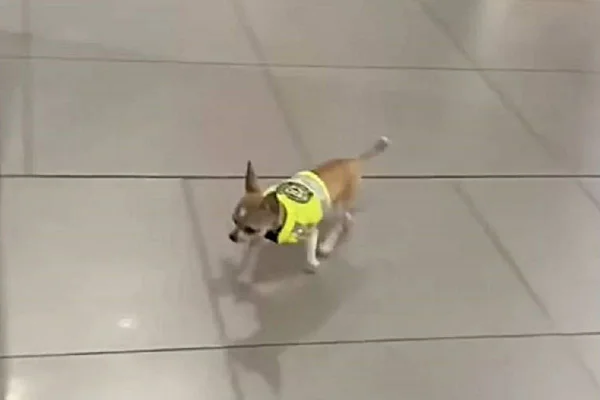 Na foto vemos um pequeno cachorro com colete verde fluorescente - Metrópoles