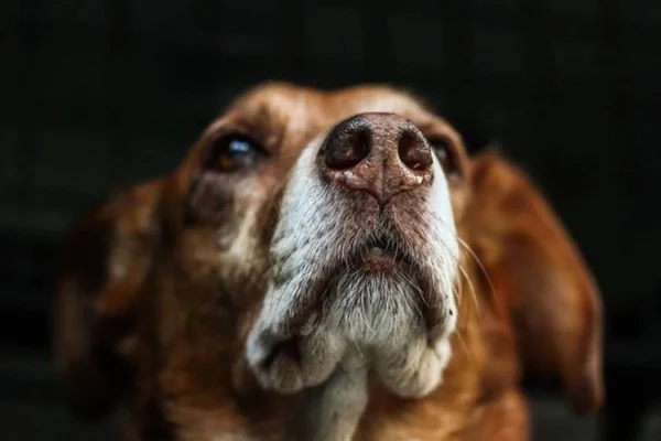 Fucinho de cachorro