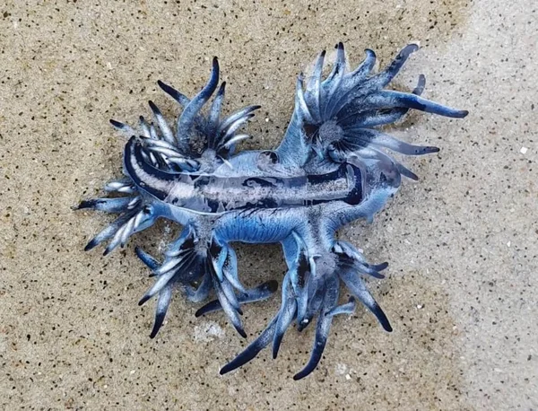 Dragão azul foi flagrado em uma praia de Bertioga