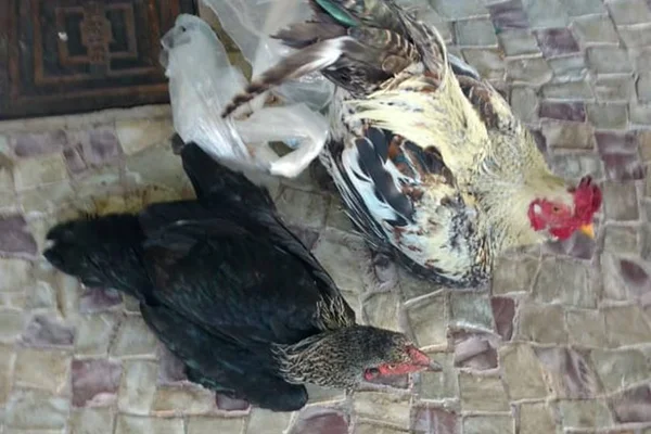 Ladrão pula muro do vizinho, furta galo e galinha e vai preso