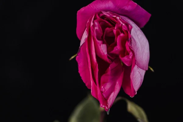 flor rosa com água