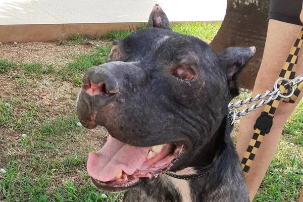 Pit-bull