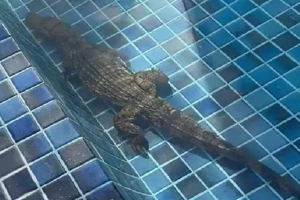 Imagem colorida, Jacaré é encontrado em piscina de condomínio na Zona Sul de Aracaju - Metróples