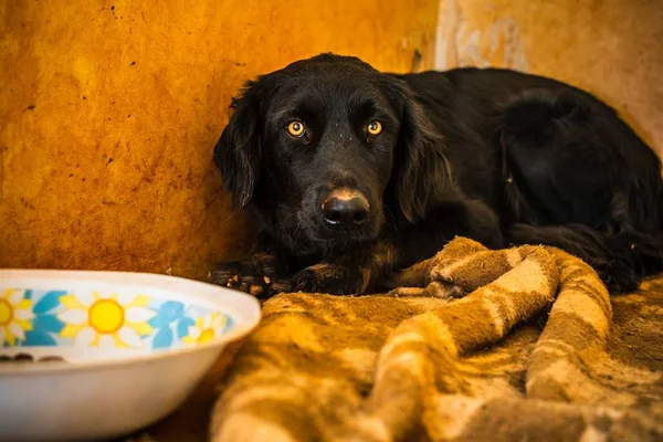 Pensão alimentícia para pets