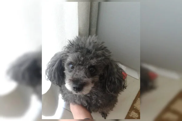 Tutor de cadela intoxicada por petisco para mau hálito é indenizado