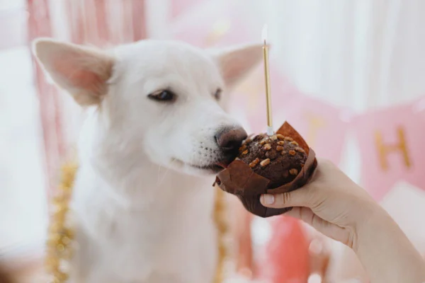Imagem colorida de cachorro comendo cupcake de aniversário