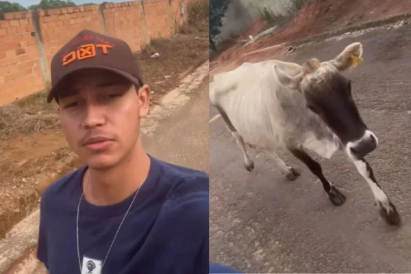 imagem colorida jovem seguido por vaca goias