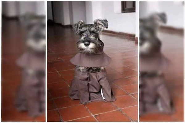 Schnauzer vira mascote de mosteiro franciscano na Bolívia