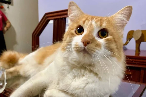 Gatinho do artista Omik desaparece e ele pede ajuda na web