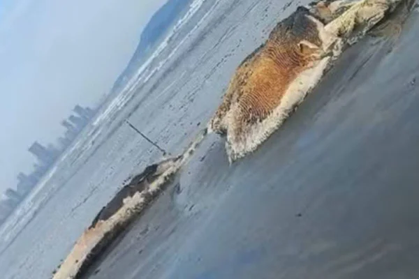 Baleia jubarte em decomposição encalhada em praia de Santos - Metrópoles