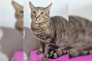 Um dos gatos mortos por Pablo Stuart Carvalho