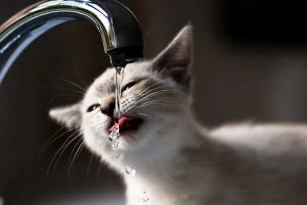 Imagem colorida de filhote de gato bebendo água da torneira