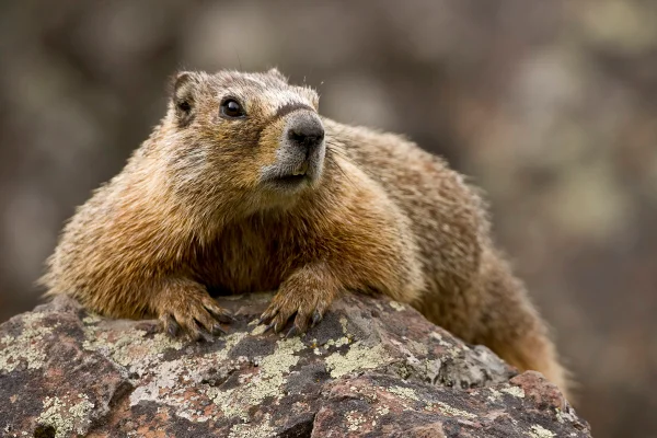 Imagem colorida de uma marmota - Metrópoles