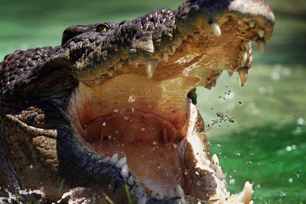 Crocodilo com a boca aberta, em posição de ataque - Metrópoles