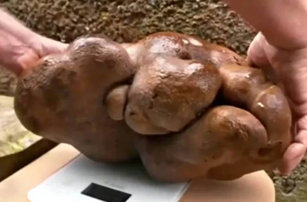 Chamado de Doug, foi descoberto pelo Guinness Book como outro vegetal, no jardim de Donna e Colin Craig-Browns perto de Hamilton, Nova Zelândia